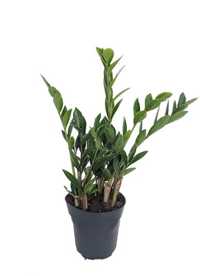 Rare Dwarf ZZ Plant - Zamioculcas Zamicro - Easy to Grow House Plant - 4" Pot