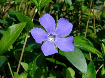 Myrtle 8 Plants - Periwinkle/Vinca - Hardy Groundcover - 1 3/4" Pots