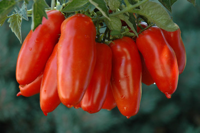 San Marzano Tomato Plant - 4" Pot
