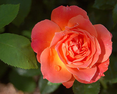Livin Easy Rose Bush - Citrus Fragrance - Everblooming - 4" Pot
