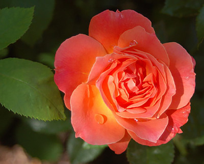 Livin' Easy™ Rose Bush - Citrus Fragrance - Everblooming - 4" Pot