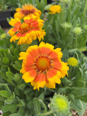 Arizona Apricot Blanket Flower - Gaillardia - Live Plant - Quart Pot