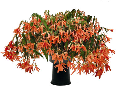 San Francisco Begonia - 5 Seeds - Salmon Flowers