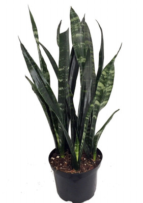 Black Coral Snake Plant - Sansevieria - Almost Impossible to kill - 6" Pot