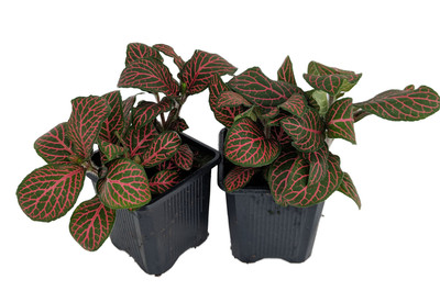 Red Veined Nerve Plant - Fittonia - Easy House Plant - 3" Pots / 2 Pack