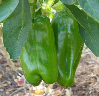 Big Bertha Sweet Pepper - 10 Seeds - Huge Fruit