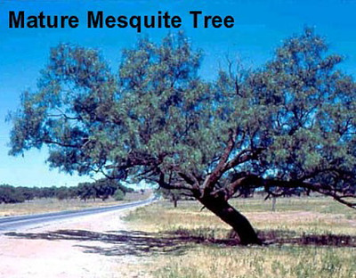 Mesquite Tree 10 Seeds - Prosopis juliflora Tree