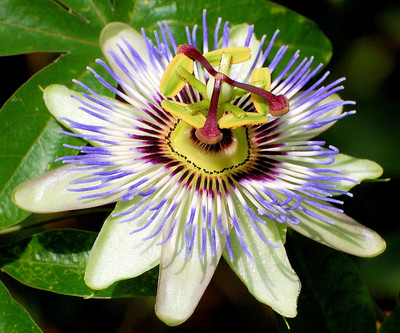 Blue Passion Flower 35 Seeds -Passiflora caerulea