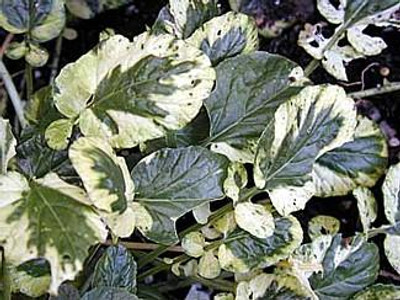 Cream & Green Winter Cress 15 Seeds - Herb