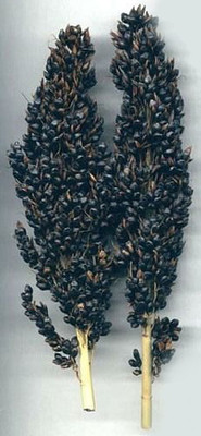 Black Amber Broom Corn 50 Seeds - Ornamental