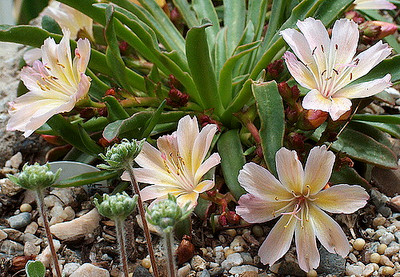 Little Peach Lewisia - 20 Seeds - Bitterroot