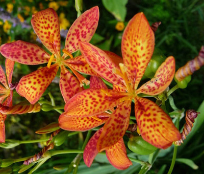 Blackberry Lily 20 Seeds - Belamcanda