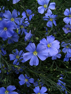 Blue Flax Perennial Seeds 200 Seeds - Linum Perenne