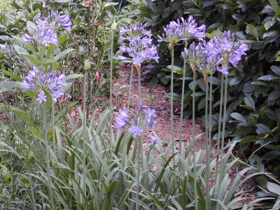 Dwarf Blue Lily of the Nile 35 Seeds - Agapanthus- Perennial