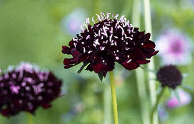 Ace of Spades Scabiosa 50 Seeds - Gothic - Perennial