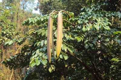 Midnight Horror Tree 5 Seeds RARE - Oroxylum indicum - Tropical