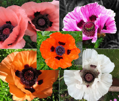 Mixed Oriental Poppy 100 Seeds
