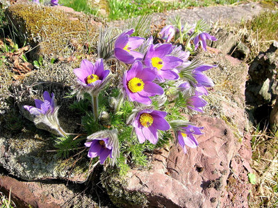 Turk Pasque Flower 15 Seeds - Pulsatilla - Shade Perennial