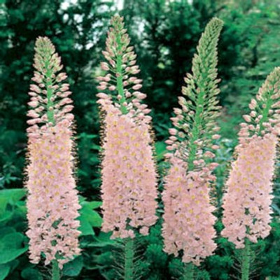 Pink Foxtail Lily 8 Seeds - Eremurus - Perennial Pink Foxtail Lily 8 Seeds - Eremurus - Perennial