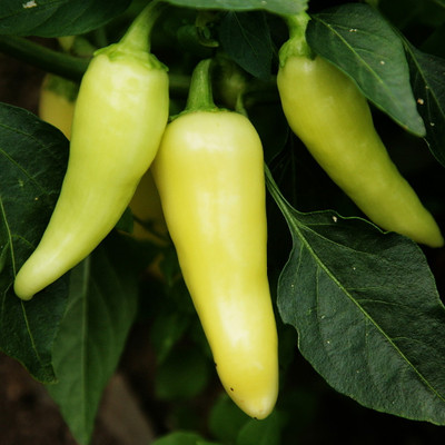 Santa Fe Grande Pepper 30 Seed/Seeds - Sweet & Mildly Hot