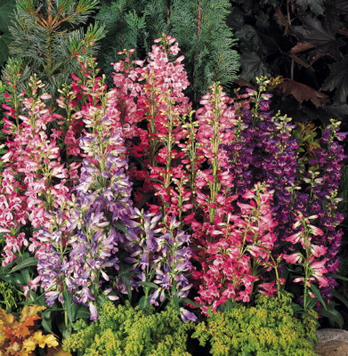 Penstemon Rondo Mix 30 Seeds - Perennial