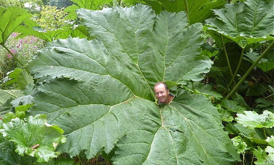 Dinosaur Gunnera 20 Seeds - Worlds Largest Perennial - Hirt's Gardens