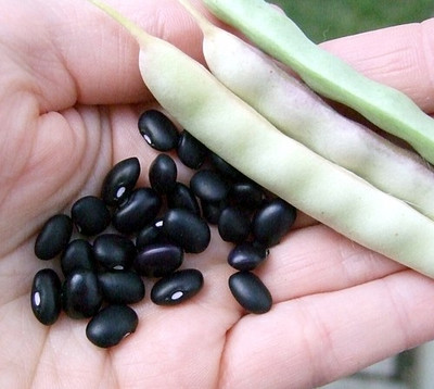 Black Turtle Bean 25 Seeds - Heirloom, Bush Type Bean