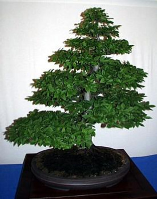 European Hornbeam 20 Seeds-Carpinus betulus-Shrub/Tree