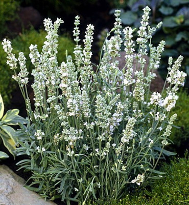 Ellagance/Elegance Ice Lavender 20 Seeds - White Flowers/Fragrant