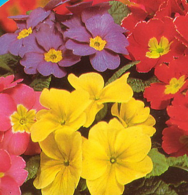 Giant Primrose Supernova Mix - 30 Seeds - Primula - Shade Perennial