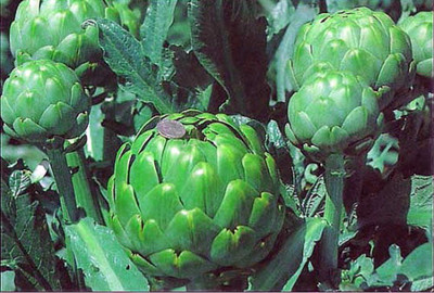 Imperial Star Artichoke 15 Seeds - Artichokes this Year