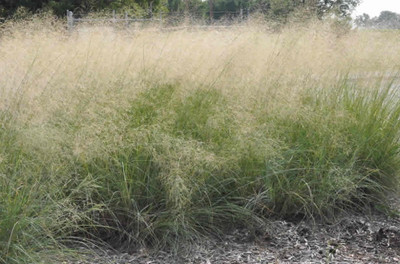 Wind Dancer Love Grass 15 Seeds - Eragrostis