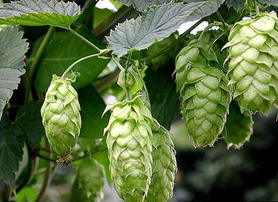 Beer Hops 10 Seeds- Humulus lupulus - Exotic!