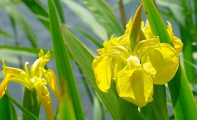 Yellow Flag Iris 15 Seeds-Iris pseudacorus-Aquatic