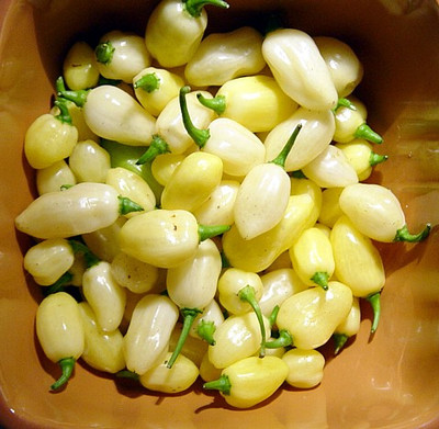 Peruvian White Lightning Habanero Pepper 30 Seeds- HOT