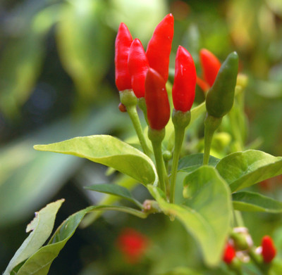 Thai Hot Pepper - 50 Seeds - GARDEN FRESH PACK!