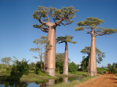 Baobob Tree 8 Seeds - Monkey Bread Tree - Adamsonia