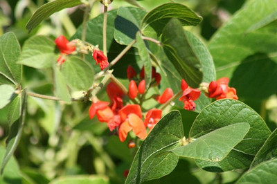 Scarlett Runner Bean - 20 Seeds