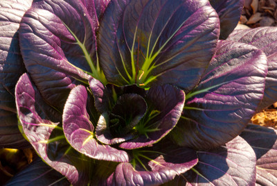 Purple Baby Pak Choi 50 Seeds - Harvest in Just 30 Days
