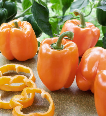 Orange Blaze Sweet Pepper - 10 Seeds - All America Selections Winner
