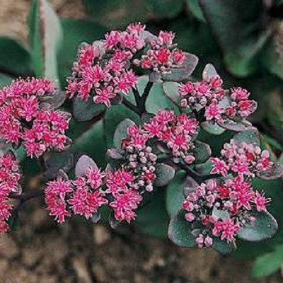 Pink Beacon Sedum - 50 Seeds - Perennial