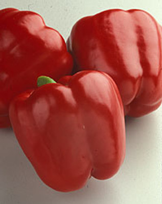 Red Knight Pepper - 10 Seeds