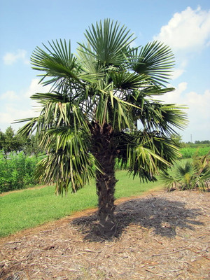 Chinese Windmill Palm 10 Seeds - Trachycarpus