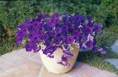 Blue Wave Petunia 10 Seeds - Annual