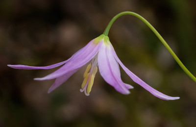 Pagoda Hardy Violet 10 Seeds/Seed - Erythronium Revolutum - SHADE