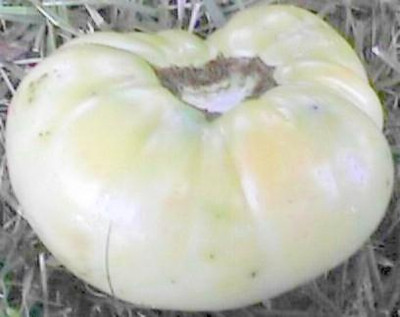 Great White Tomato 25 Seeds -PURE WHITE- Heirloom