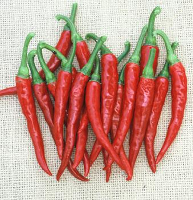 Ring of Fire Pepper - 20 Seeds - Cayenne Type