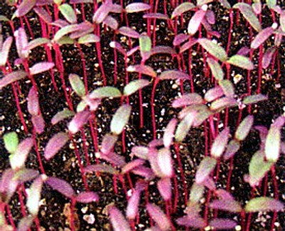 Garnet Red Amaranth Sprouting Seeds - 10 grams