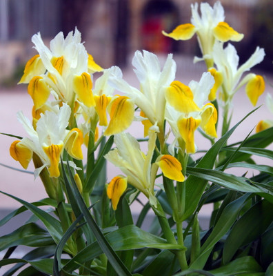 Golden Juno Bucharica Iris 10 Seeds - Perennial