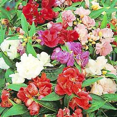 ガーディニア　 　　　　　ジャスミン 　　　　　ネルロ 　　　　　ウィスパー Hirt's-Gardens Products - Hirt's Gardens